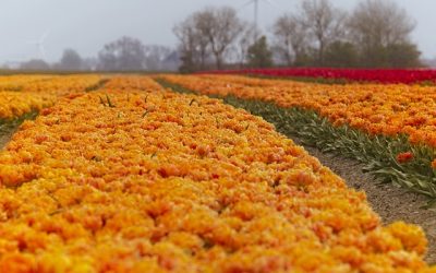 Een veelzijdige vakantie in Nederland: van strand tot avontuur